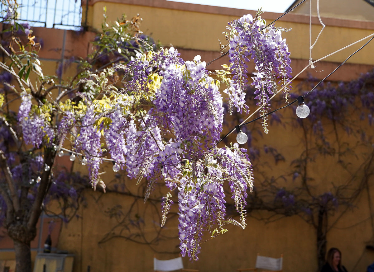 Wisteria
